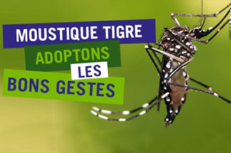 moustique