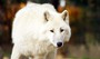 loup y es tu