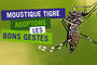 moustique