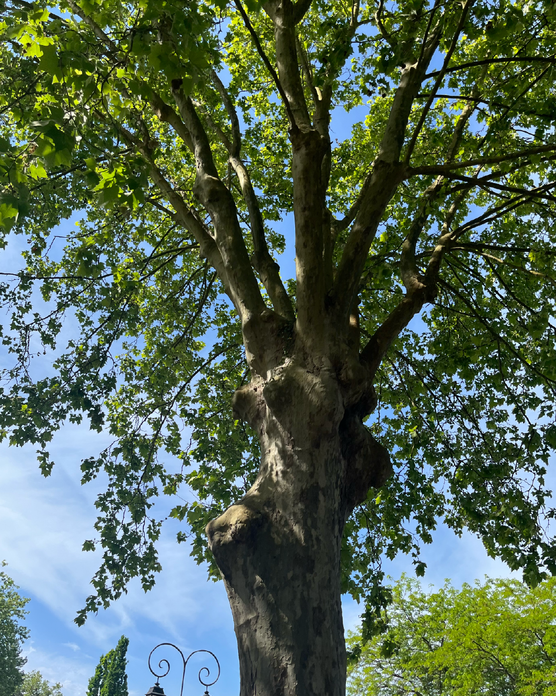 2026-travaux-arbres malades