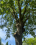 2026-travaux-arbres malades